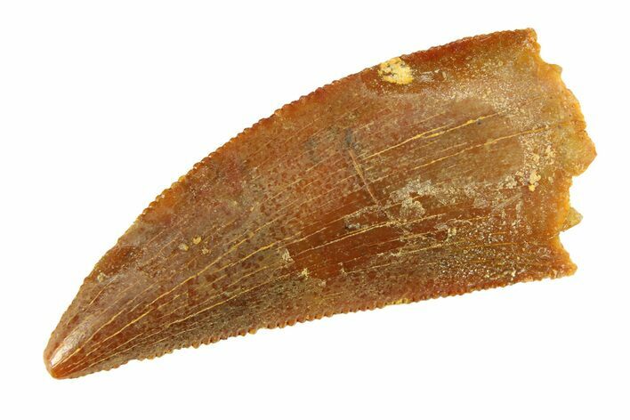 Serrated, Raptor Tooth - Real Dinosaur Tooth #295758
